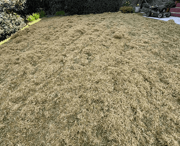 This is an image of a lawn that has gone through a heavy scarification process to breath new life into a tired lawn