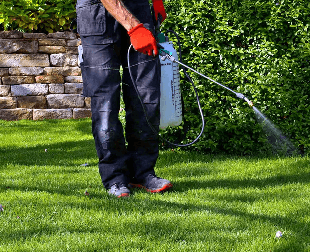 This is a high grade commercial weed killer tank that the gardener directs on to the damaged lawn